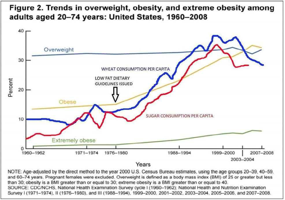 Food Pyramid Graph