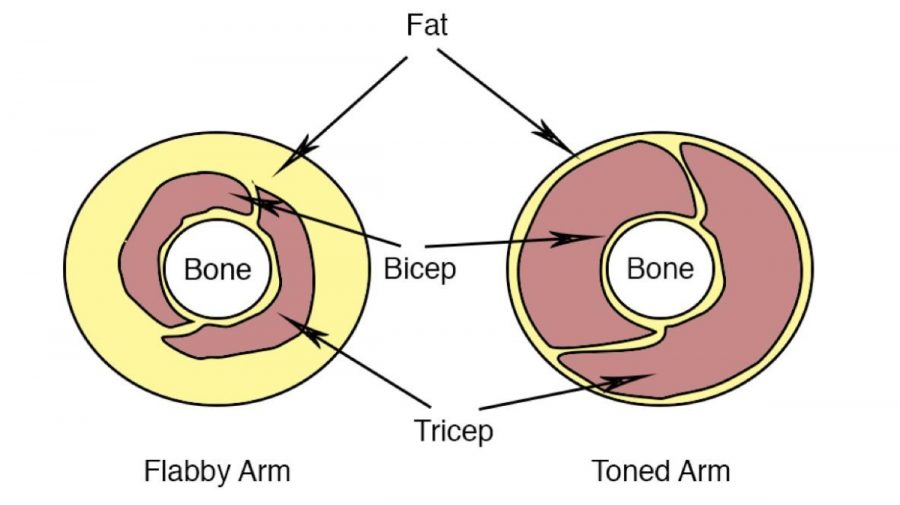 tbglpv1 - toned vs flabby